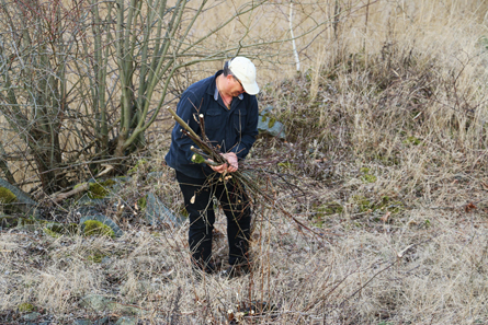 Maffe. Foto: G Andersson